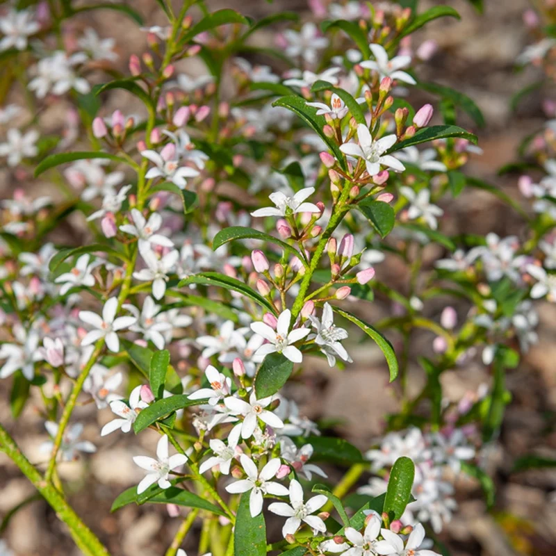 Wachs-Blume