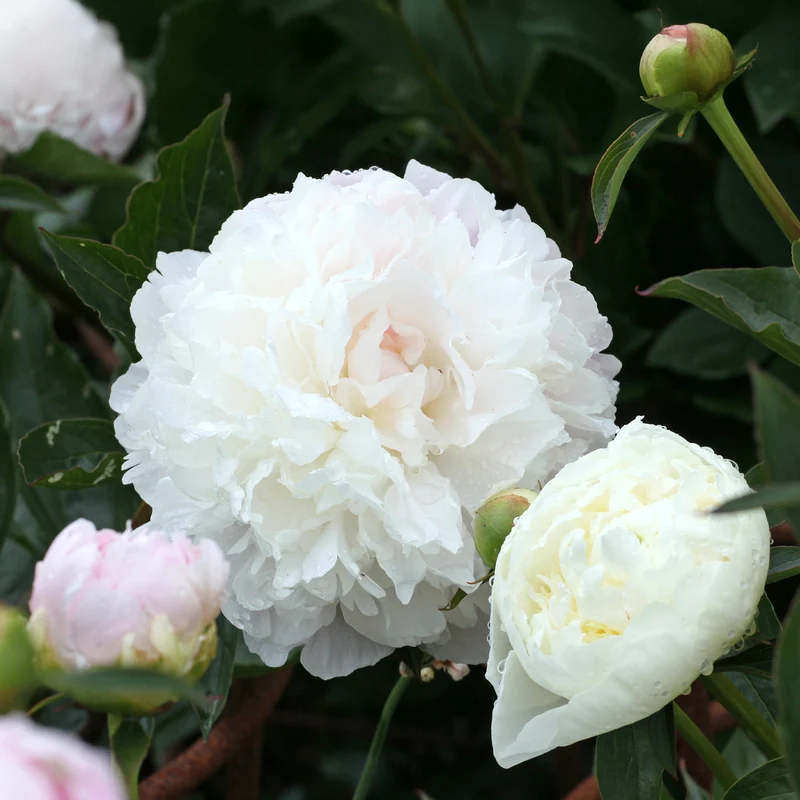Pfingstrose ‘Duchesse de Nemours’
