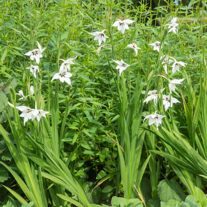 Abyssinische Gladiole (x30)