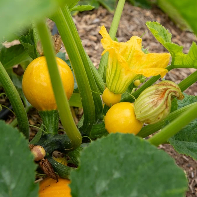 Zucchini Sun Ball F1