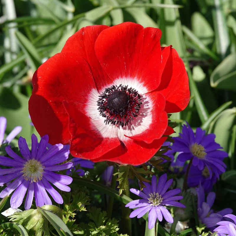 Anemonen coronaria - Rot