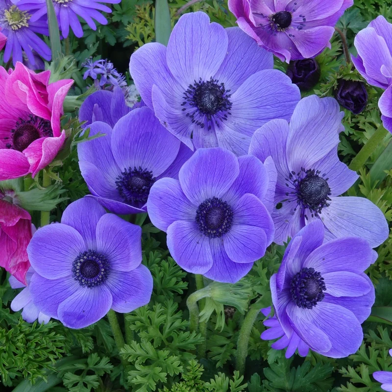 Anemonen coronaria - Blau