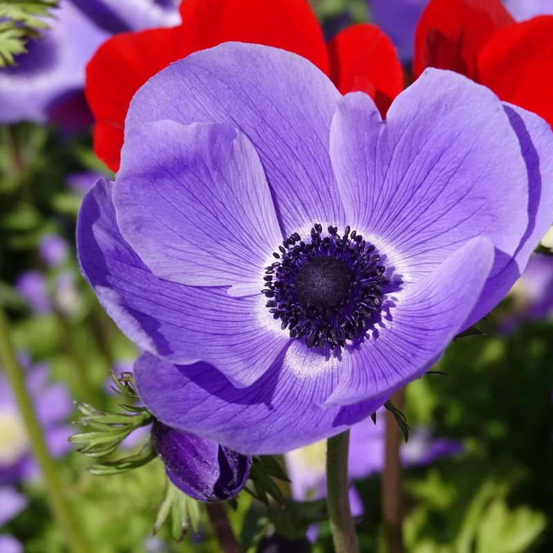 Anemonen coronaria - Blau