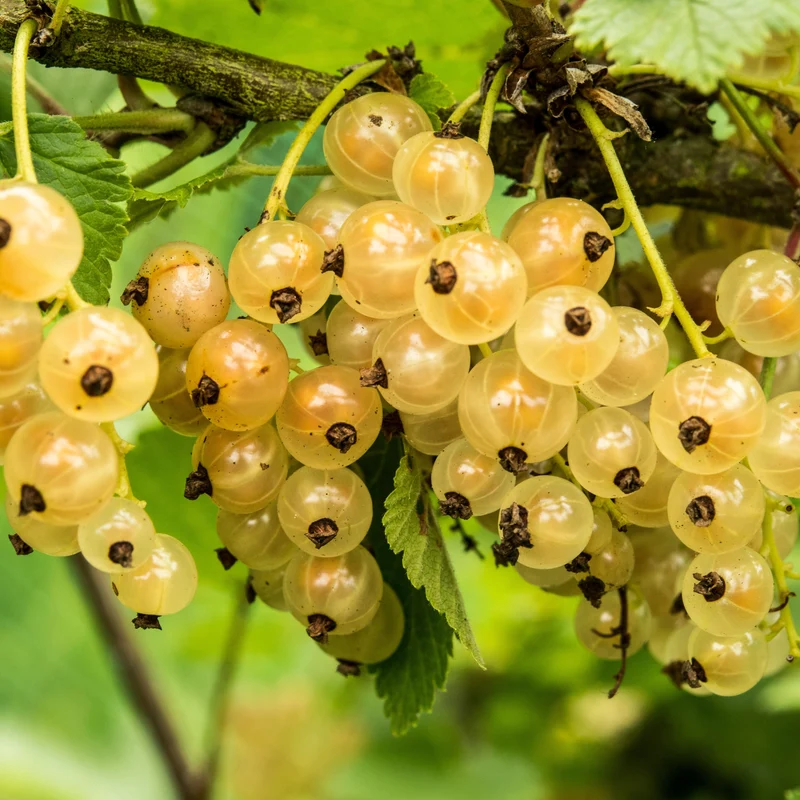 Weiße Johannisbeere Witte Hollander