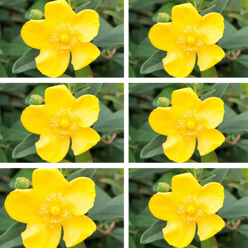 Großblumiges Johanniskraut 'Hidcote', 12 Pflanzen