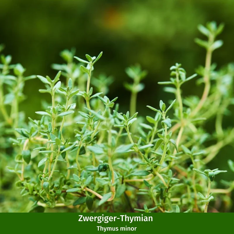 Staudenbeet "Pflegeleichter Gartentraum"