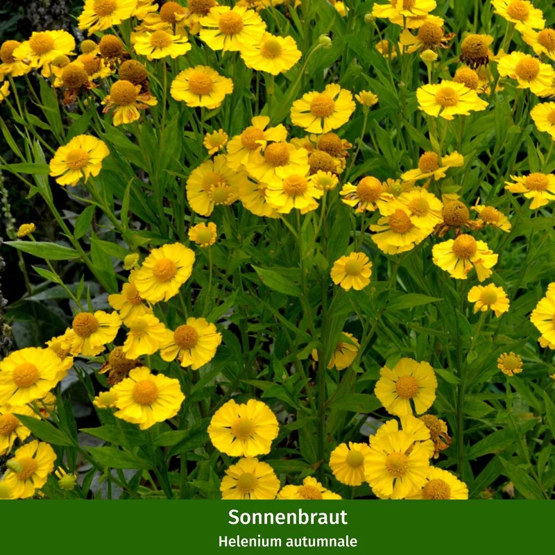 Staudenbeet "Wilde Nektar-Oase"