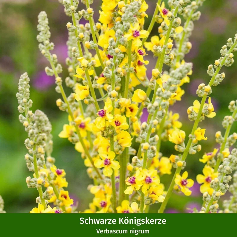 Staudenbeet "Wildstauden für die Sonne"