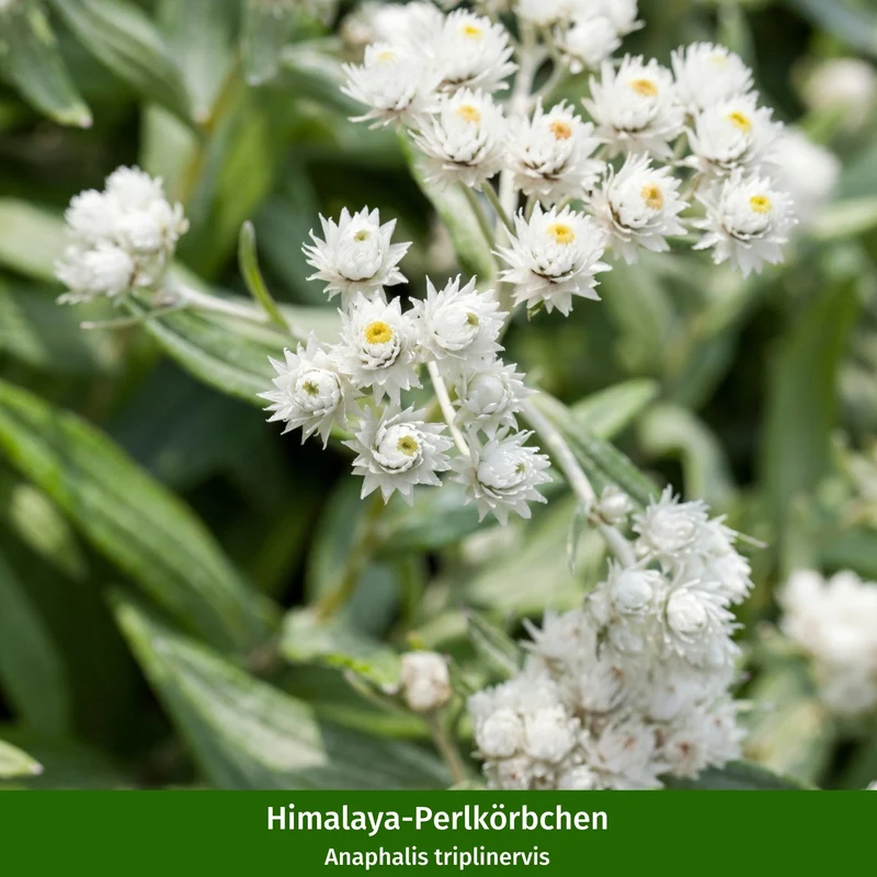Staudenbeet "Streifenbeet als Duftoase"