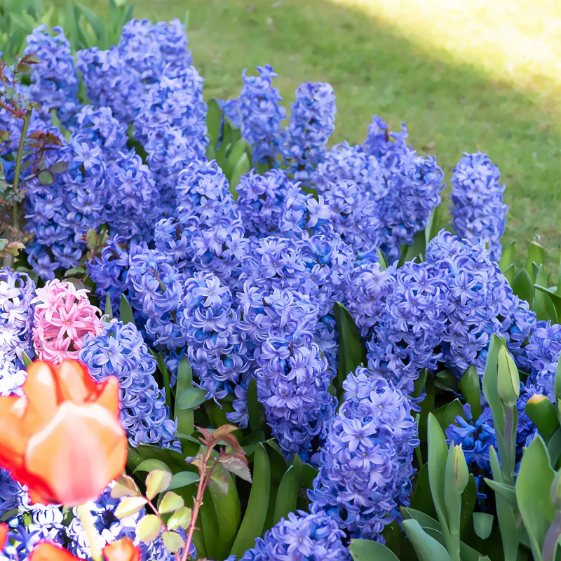Hyazinthe 'Delft Blue'