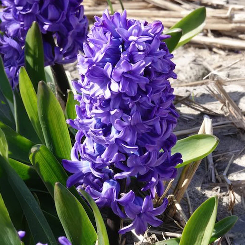 Hyazinthe 'Delft Blue'