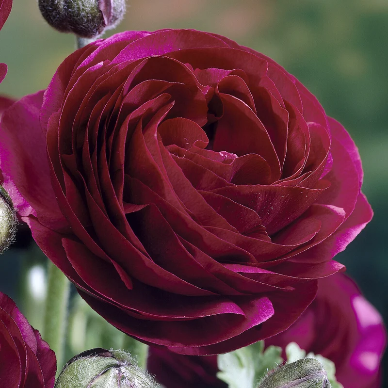 Asiatische Ranunkeln ‘Pauline Violet’ (x10)