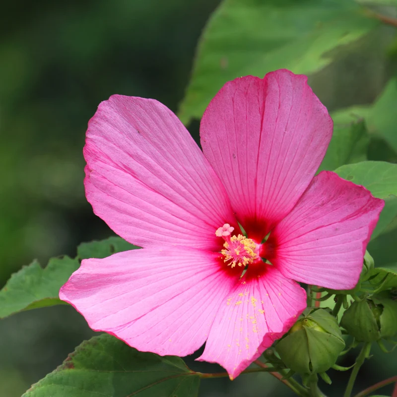 Sumpf-Hibiskus