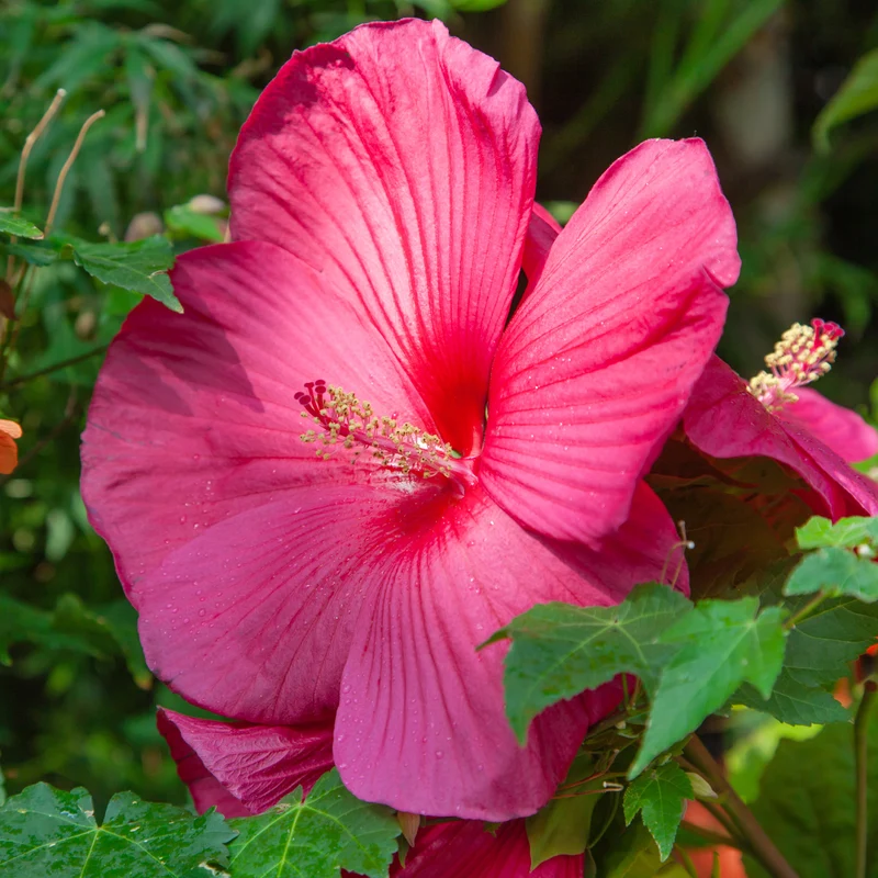 Sumpf-Hibiskus