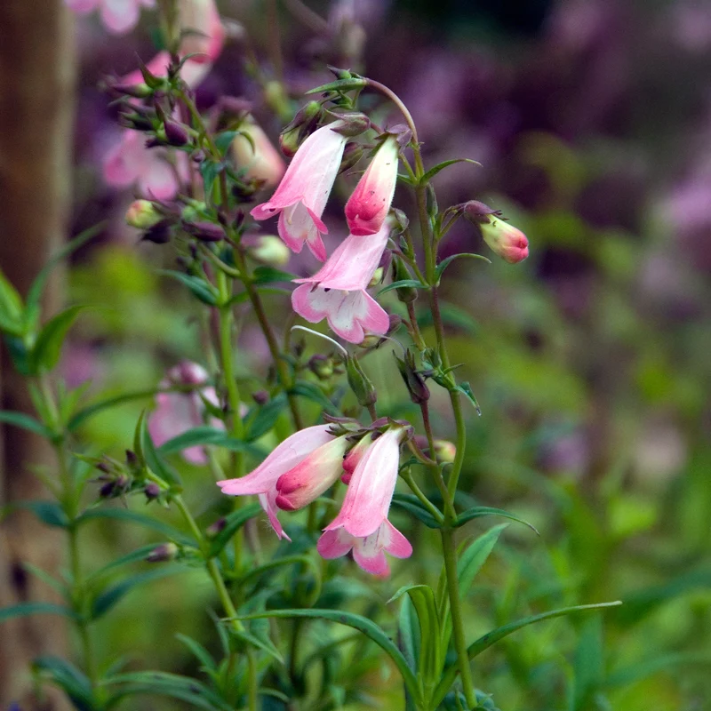 Bartfaden Apple Blossom