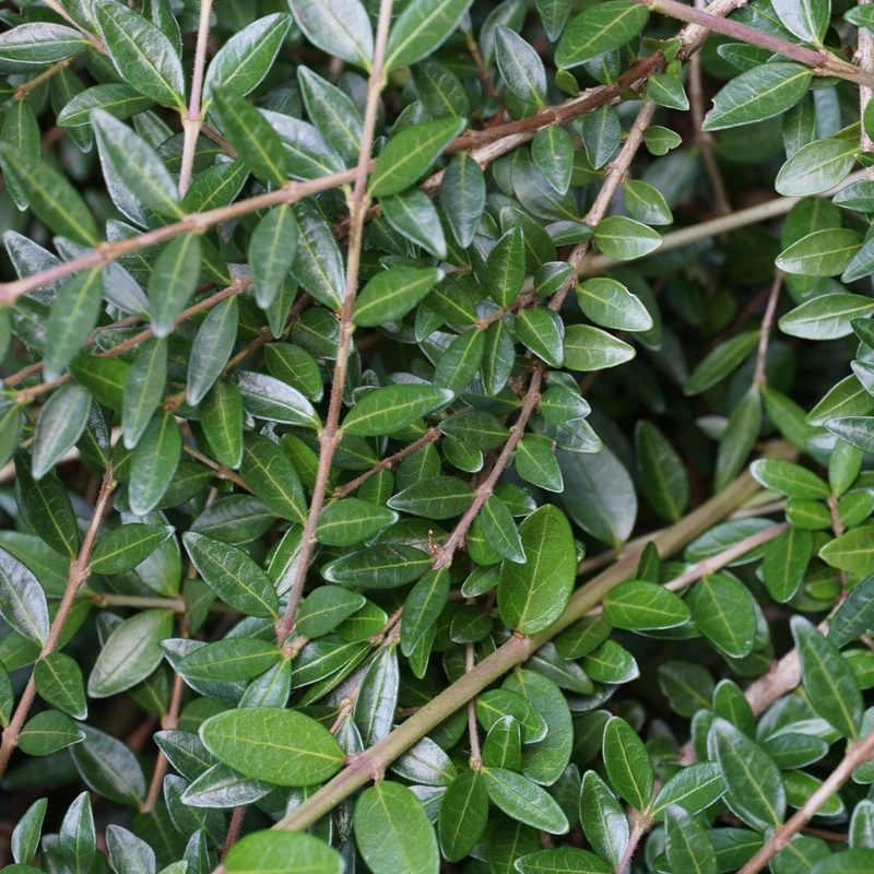 Heckenmyrte 'Maigrün', 12 Pflanzen