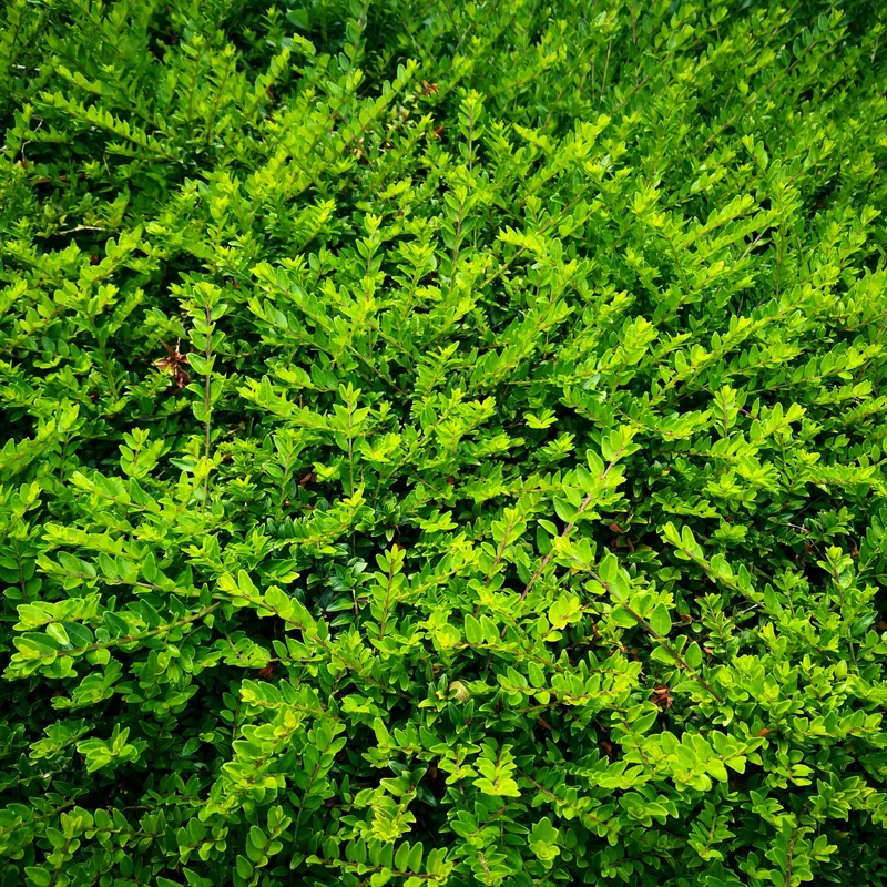 Heckenmyrte 'Maigrün', 12 Pflanzen