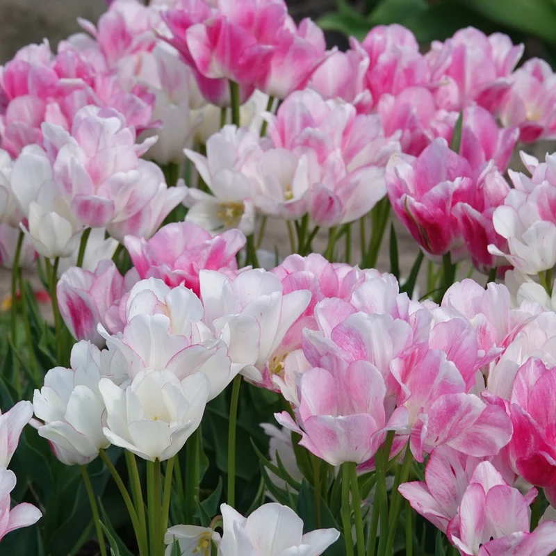 Pluriflores-Tulpen Candy Club