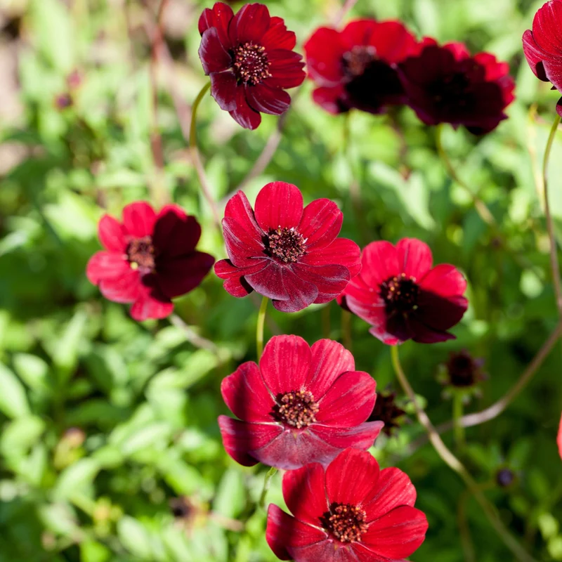 Schokoladenblume