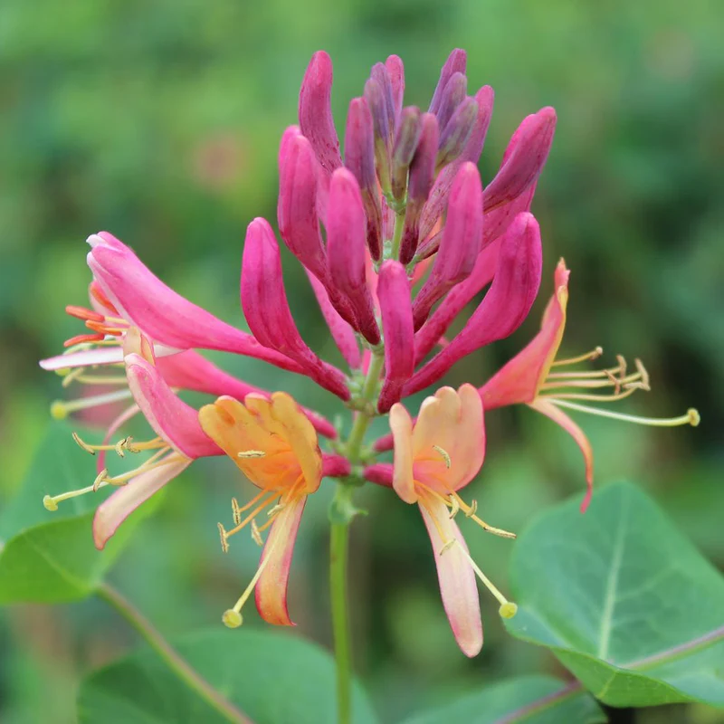 Geißblatt 'Goldflame'