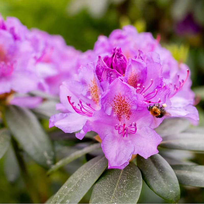 Rhododendron 'Tamarindos'