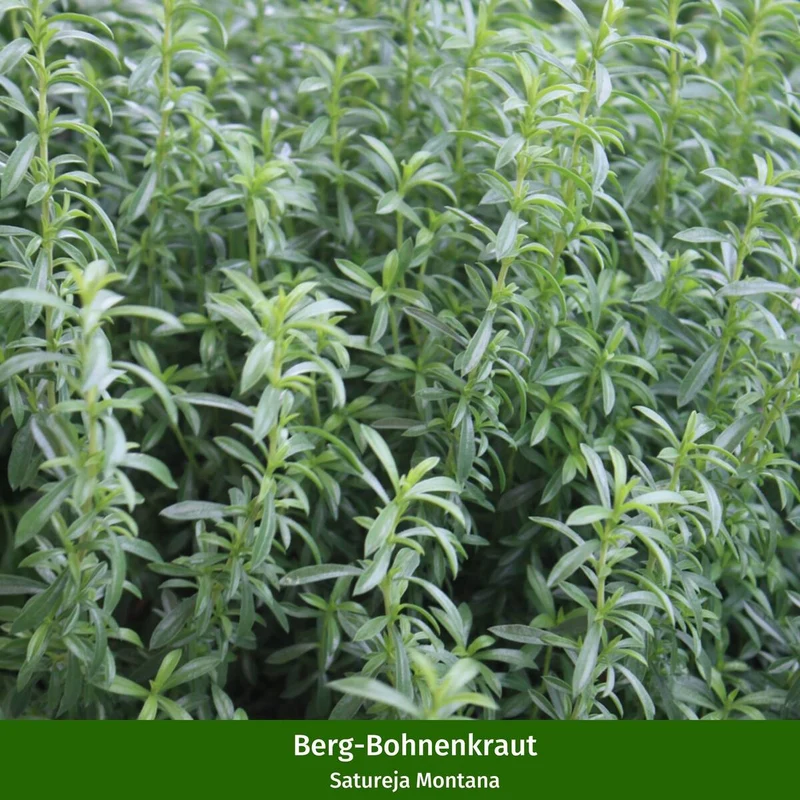 Bio Kräuter-Set "Duftende Kräutervielfalt“