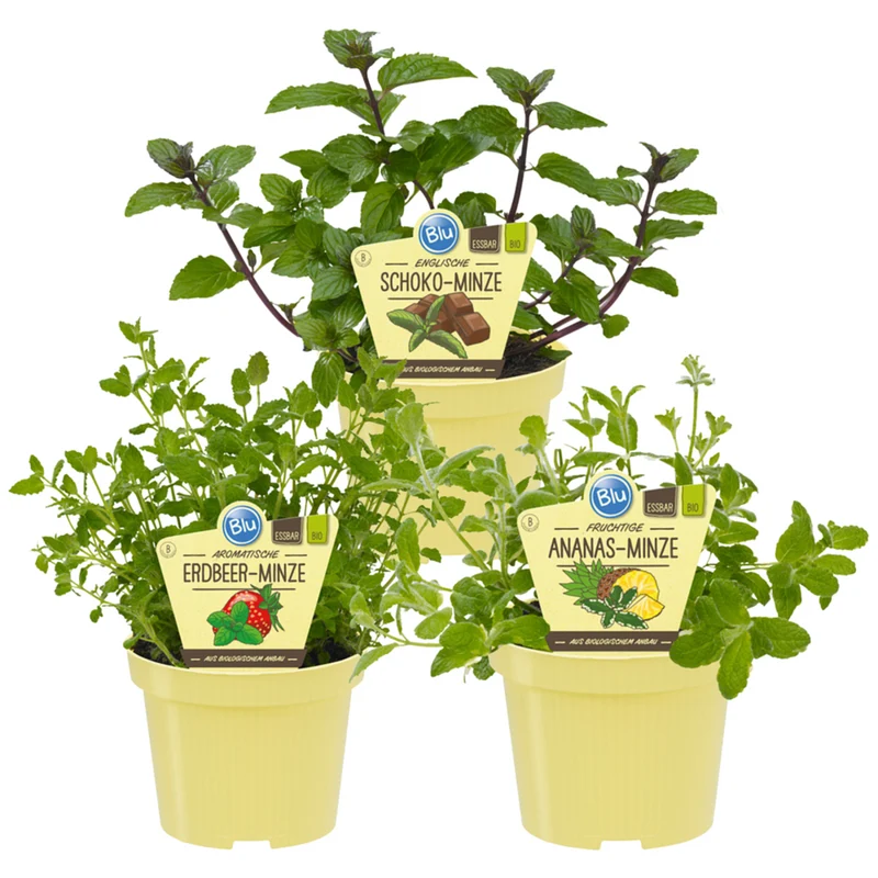 Bio Kräuter-Set "Exotische Minzen"