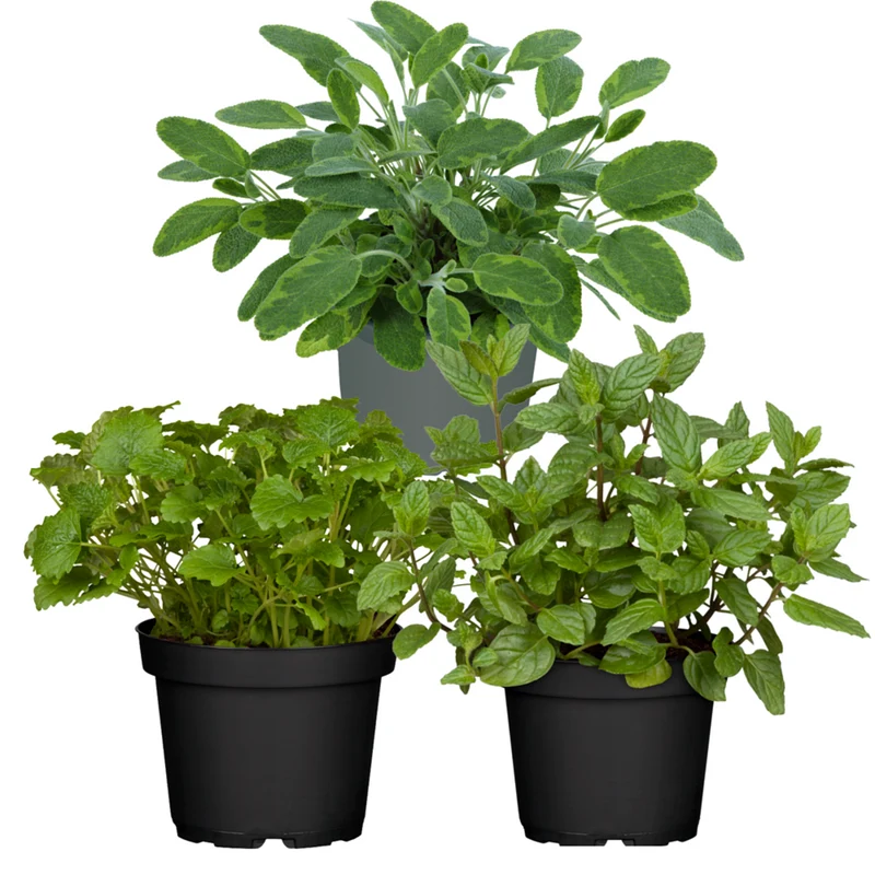 Gartenkräuter "Aromatische Gaumenfreude"