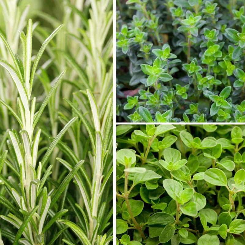 Gartenkräuter "Mediterraner Genuss"