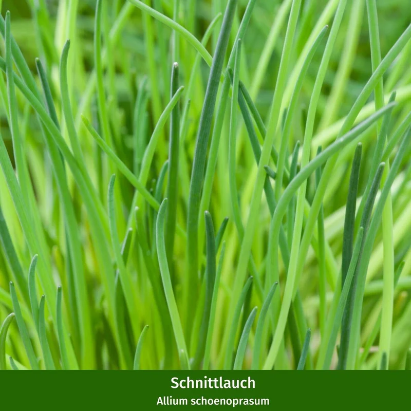 Gartenkräuter "Frühlingsboten"