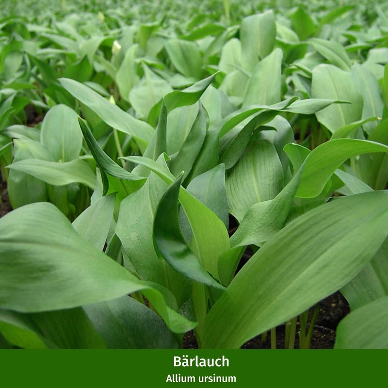 Gartenkräuter "Frühlingsboten"