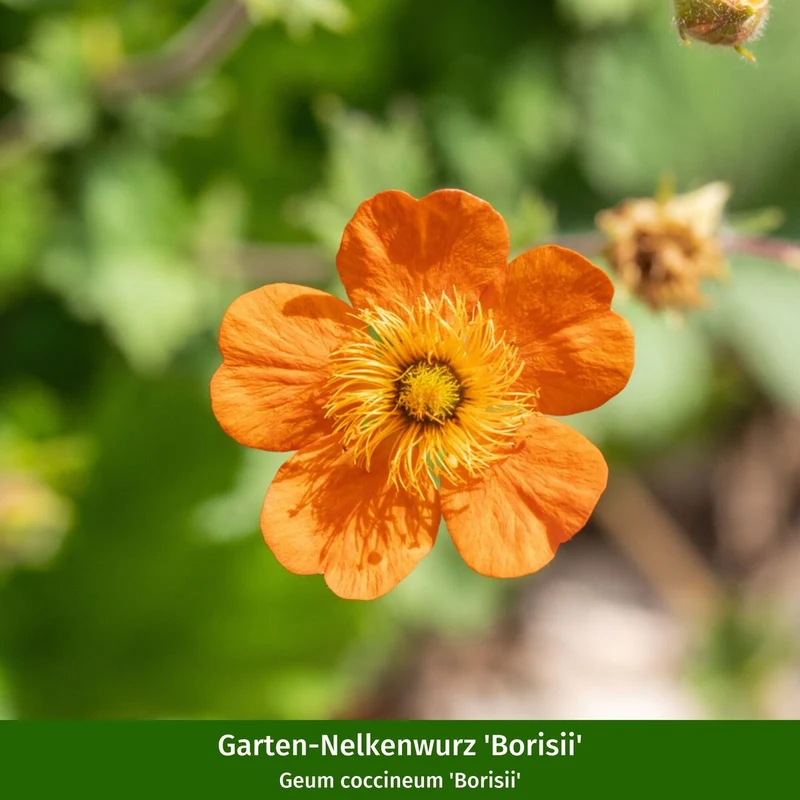 Staudenbeet "Schneckenresistente Blütenpracht"