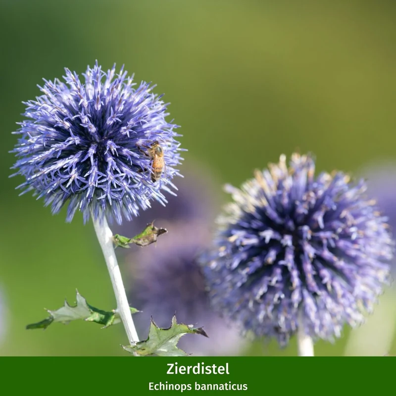 Staudenbeet "Sommerlicher Blütenzauber"