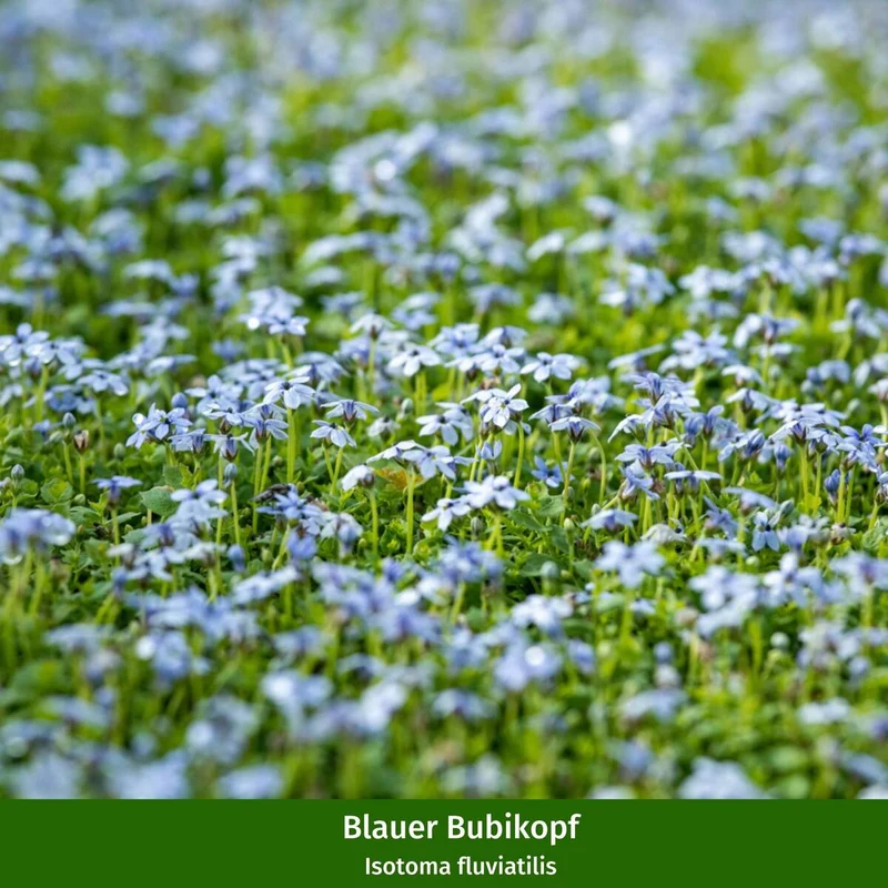Staudenbeet "Sommerlicher Blütenzauber"
