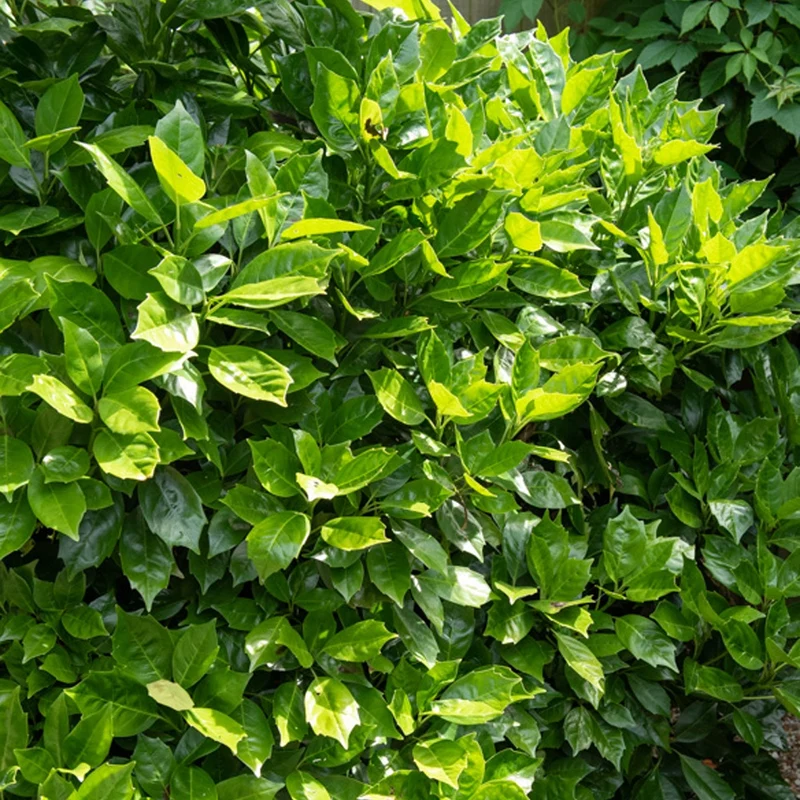 Aucuba 'Rozannie'