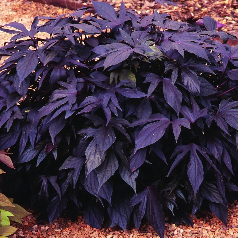 Zier-Süßkartoffel 'Sweet Caroline Purple' (x3)