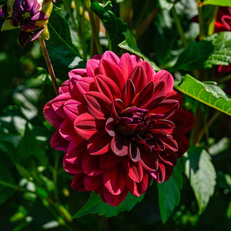 Dahlie ‘Arabian Night’