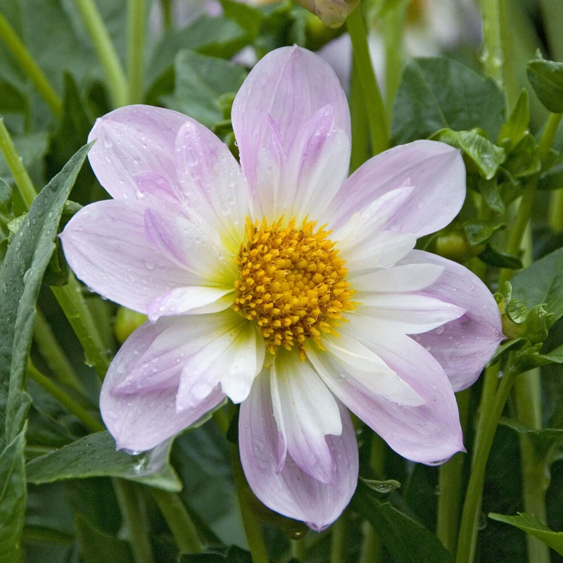 Halskrausen-Dahlie ‘Teesbrooke Audrey’