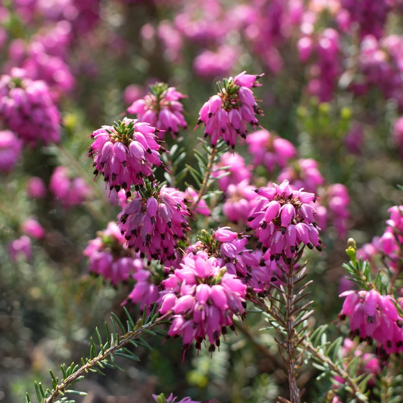 Winterheide ‘Myretoun Ruby’