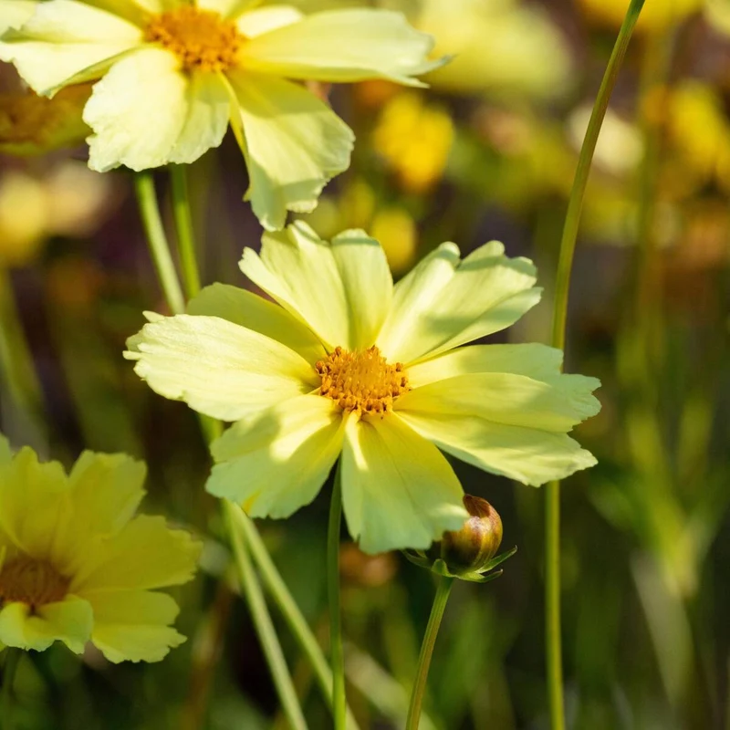 Großblumiges Mädchenauge 'Limoncello'