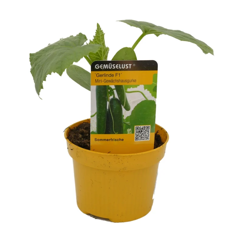 Gurke 'Gerlinde', F1