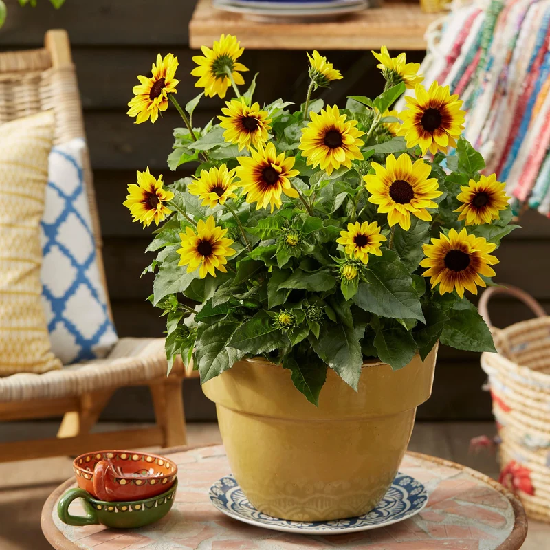 Sonnenblume 'SunBelievable®'