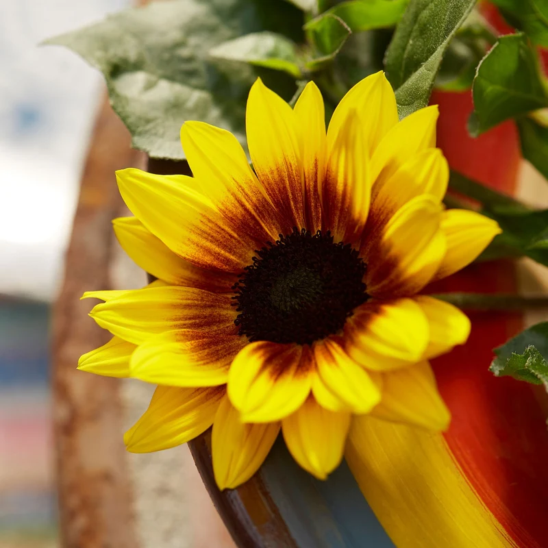 Sonnenblume 'SunBelievable®'