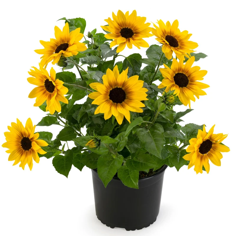 Sonnenblume 'SunBelievable®'