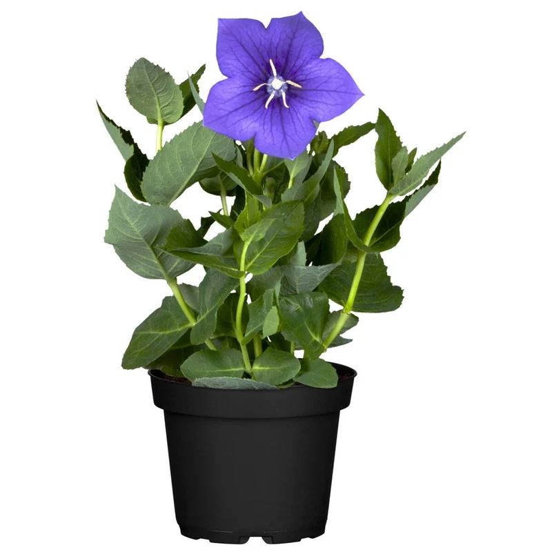 Ballonblume