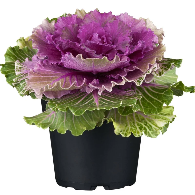 Zierkohl