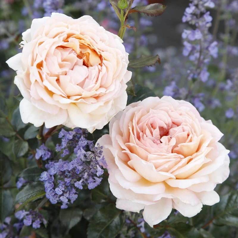 Parfuma® Edelrose 'Großherzogin Luise®'