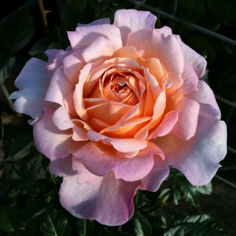 Parfuma® Edelrose 'Großherzogin Luise®'
