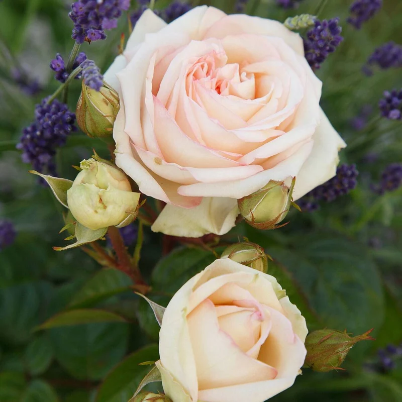 Edelrose Parfuma® 'Madame Anisette®'