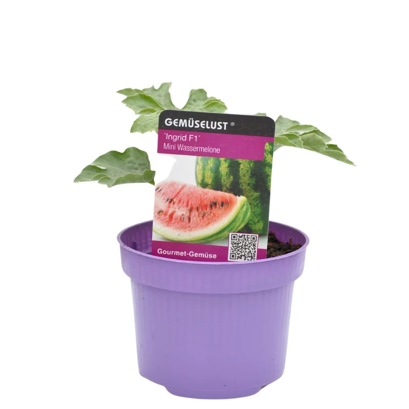 Wassermelone 'Ingrid F1'